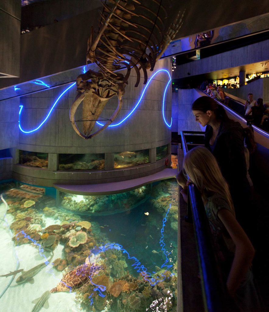the-sustainable-aquarium-less-is-more-cambridgeseven