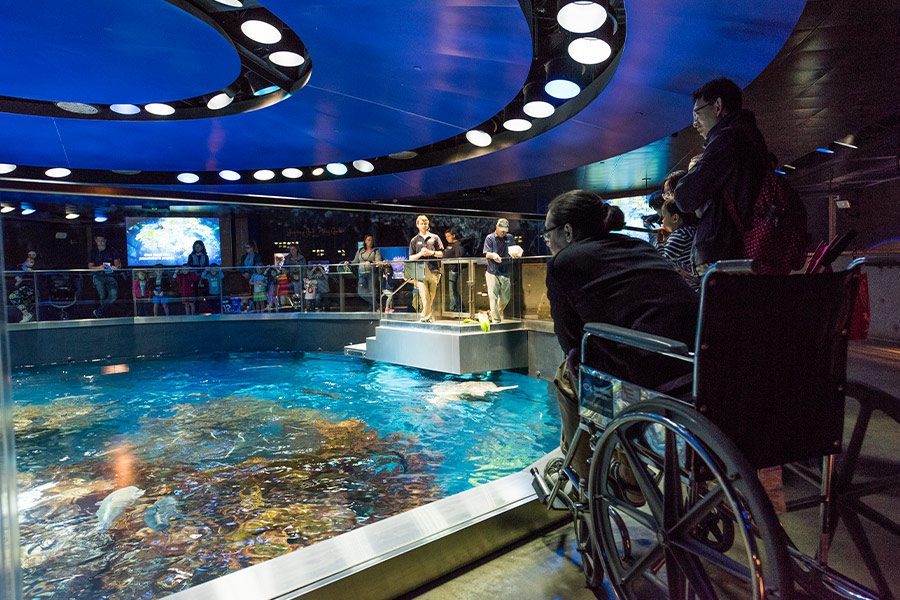 New England Aquarium Giant Tank - CambridgeSeven