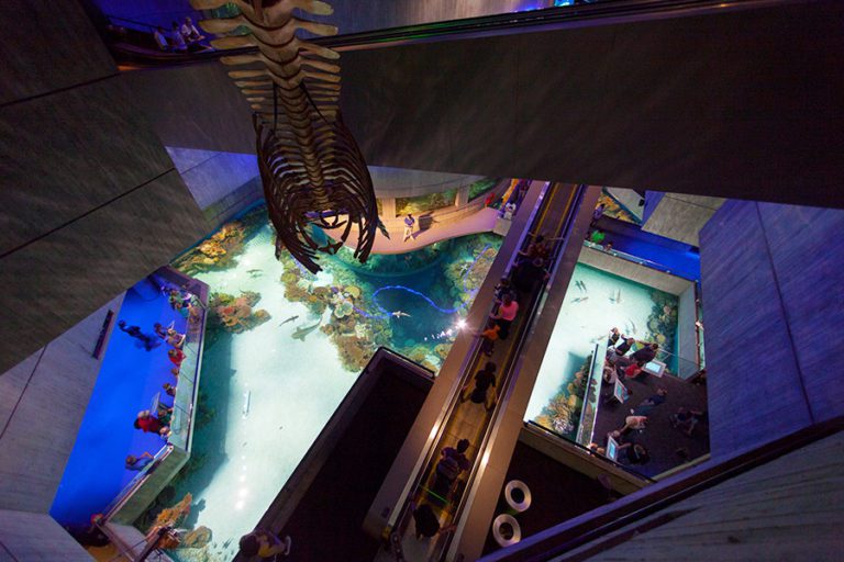 National Aquarium in Baltimore Exhibit Design CambridgeSeven