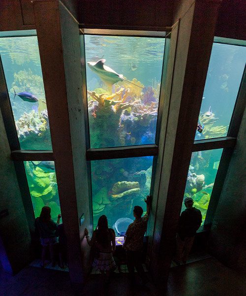 New England Aquarium Giant Tank - CambridgeSeven