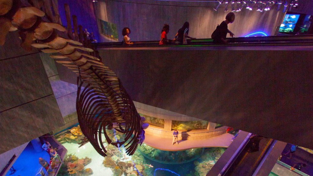 National Aquarium Baltimore Exhibit - CambridgeSeven