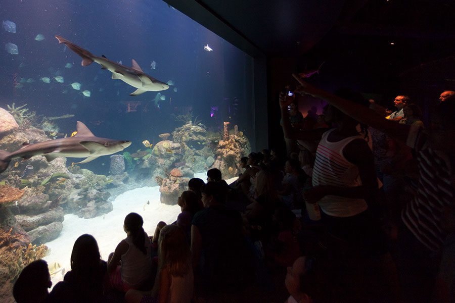 Greensboro Science Center Aquarium