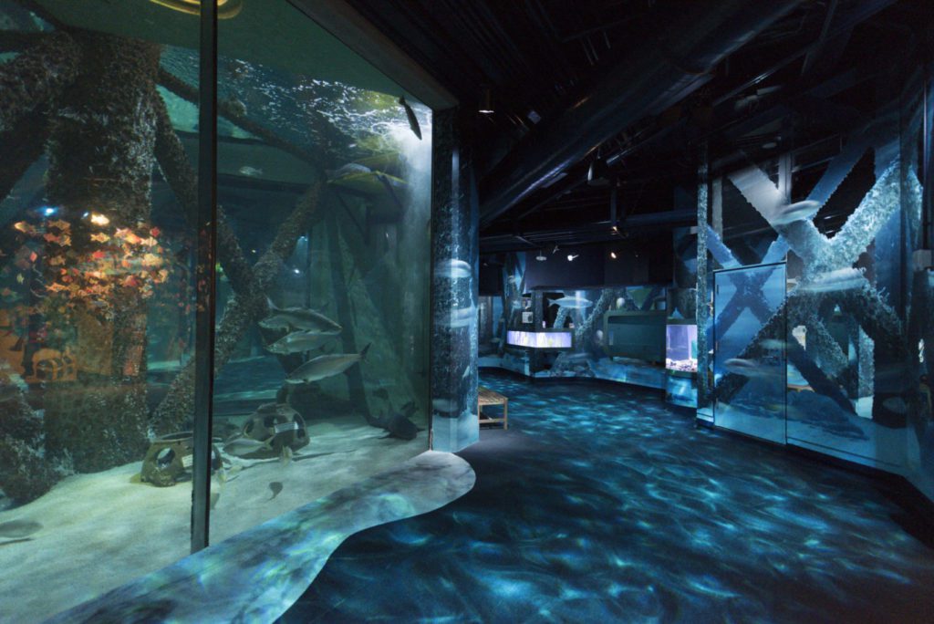 Seven Trends in Aquarium Design