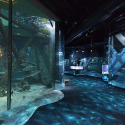Audubon Aquarium of the Americas Gulf of Mexico | CambridgeSeven