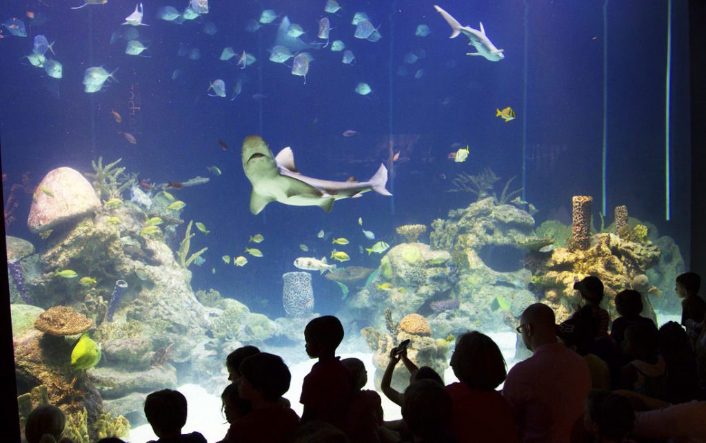 Virtual Aquariums and Nature Centers