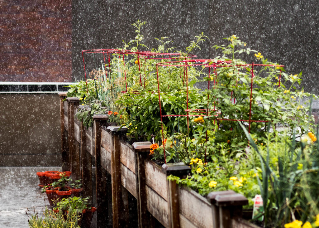 Rooftop Garden - CambridgeSeven Office