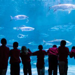 A group of children look at a scene of fish swimming in the ocean