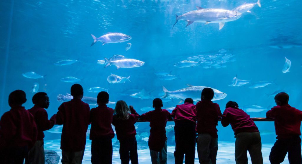 A group of children look at a scene of fish swimming in the ocean