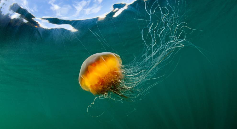 Lion's Mane Jellyfish swimming in the ocean