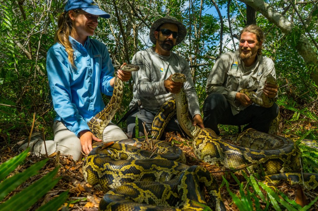 Three people capture a Burmese Python - an invasive animal in Florida.