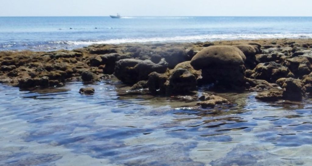 Ocean Preservation - Worm Reefs on the coast of Florida