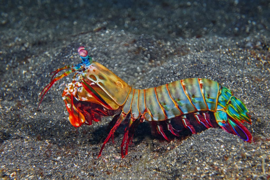Mantis Shrimp- Photo Credit: Dorothea OLDANI