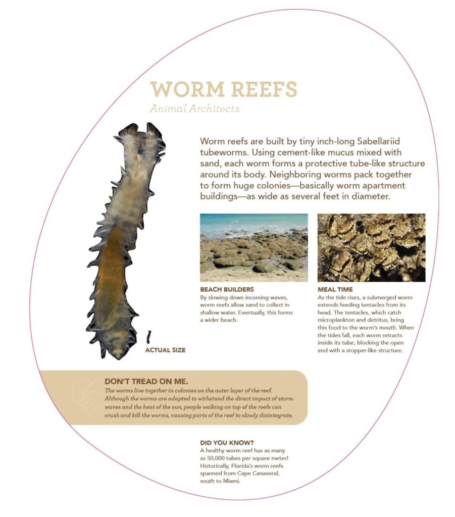 Informative graphic of a Reef Worm for the Florida Oceanographic Society's exhibits